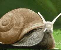 蜗牛动态图片爬行图片