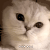 萌宠 猫咪 无语 呆萌 可爱