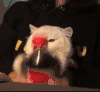 萌宠 猫咪 可乐 呆萌 可爱