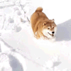萌宠 狗狗 下雪 呆萌 可爱