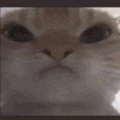 萌宠 猫咪 鬼畜 呆萌 可爱