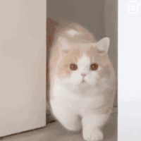 萌宠 猫咪 出现 呆萌 可爱