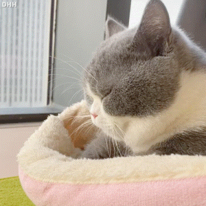 萌宠 猫咪 睡觉 呆萌 可爱