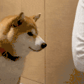 萌宠 狗狗 打你 呆萌 可爱