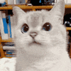 萌宠 猫咪 摇头 呆萌 可爱