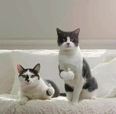 猫咪 点赞 竖起大拇指 牛逼