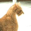 萌宠 猫咪 回头 呆萌 可爱