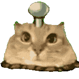 萌宠 猫咪 转圈 呆萌 可爱