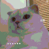 萌宠 猫咪 。。。 呆萌 可爱