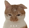 萌宠 猫咪 。。。 呆萌 可爱