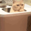 萌宠 猫咪 爬爬 呆萌 可爱