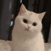 萌宠 猫咪 生气 呆萌 可爱