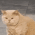 萌宠 猫咪 哭 呆萌 可爱