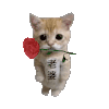 萌宠 猫咪 老婆 呆萌 可爱