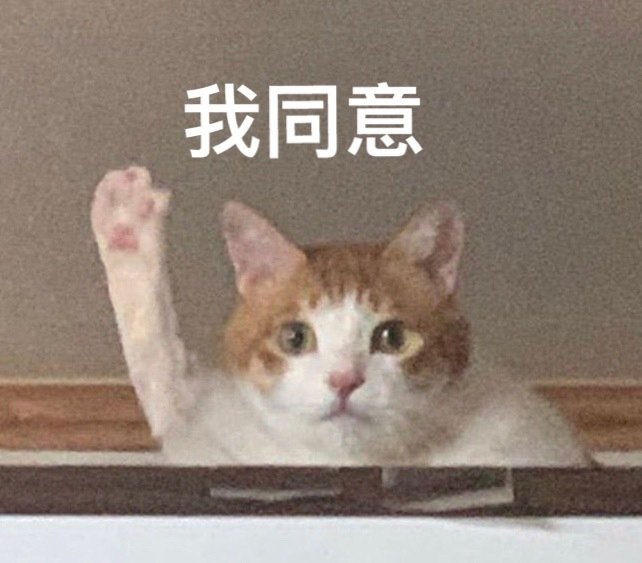 猫咪举手头像图片