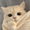 萌宠 猫咪 看看 呆萌 可爱
