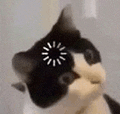 萌宠 猫咪 思考 呆萌 可爱