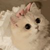 萌宠 猫咪 吃惊 呆萌 可爱