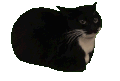 萌宠 猫咪 转圈 呆萌 可爱