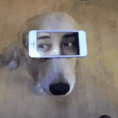 萌宠 狗狗 眼神 呆萌 可爱