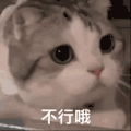萌宠 猫咪 不行哦 呆萌 可爱