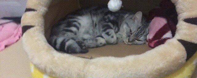 猫咪gif睡觉图片