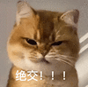 萌宠 猫咪 绝交 呆萌 可爱