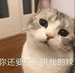 萌宠 猫咪 你还要不要哄我的辣 呆萌 可爱