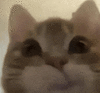 萌宠 猫咪 开心 呆萌 可爱