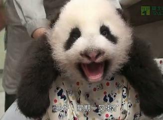 熊猫可爱抱起来搞笑张大嘴gif动图
