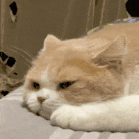 萌宠 猫咪 无奈 呆萌 可爱