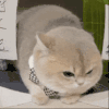 萌宠 猫咪 生气 呆萌 可爱