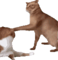 萌宠 猫咪 打你 呆萌 可爱