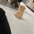 萌宠 猫咪 摇尾巴 呆萌 可爱