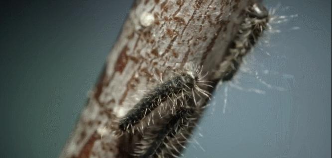 bbc壮美无边 动物 纪录片 天幕毛虫幼虫