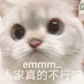 萌宠 猫咪 不行 呆萌 可爱