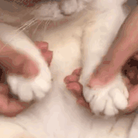 萌宠 猫咪 捏手 呆萌 可爱