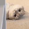萌宠 猫咪 躺着 呆萌 可爱