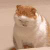 萌宠 猫咪 哼 呆萌 可爱