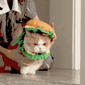 萌宠 猫咪 戴上 呆萌 可爱