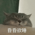萌宠 猫咪 昏昏欲睡 呆萌 可爱