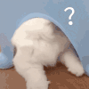 萌宠 猫咪 ？ 呆萌 可爱