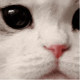 萌宠 猫咪 看着你 呆萌 可爱