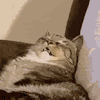 萌宠 猫咪 睡觉 呆萌 可爱