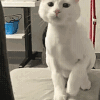萌宠 猫咪 嘚瑟 呆萌 可爱