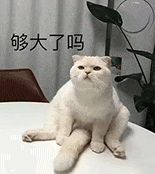 萌宠 猫咪 够大了吗 呆萌 可爱