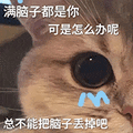 萌宠 猫咪 满脑子都是你可是怎么办呢 呆萌 可爱