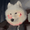 萌宠 狗狗 开心 呆萌 可爱