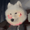 萌宠 狗狗 开心 呆萌 可爱