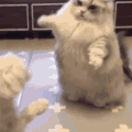 萌宠 猫咪 打你 呆萌 可爱